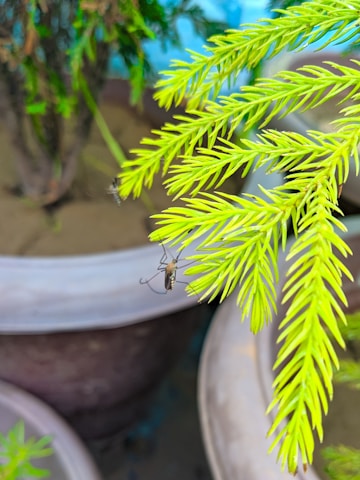A bright green leafy branch with two mosquitoes perched on it, surrounded by large plant pots in the background.