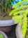 A bright green leafy branch with two mosquitoes perched on it, surrounded by large plant pots in the background.