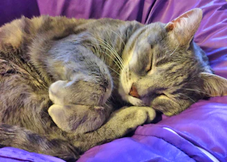 Oscar curled up on a plush purple blanket, sleeping peacefully.