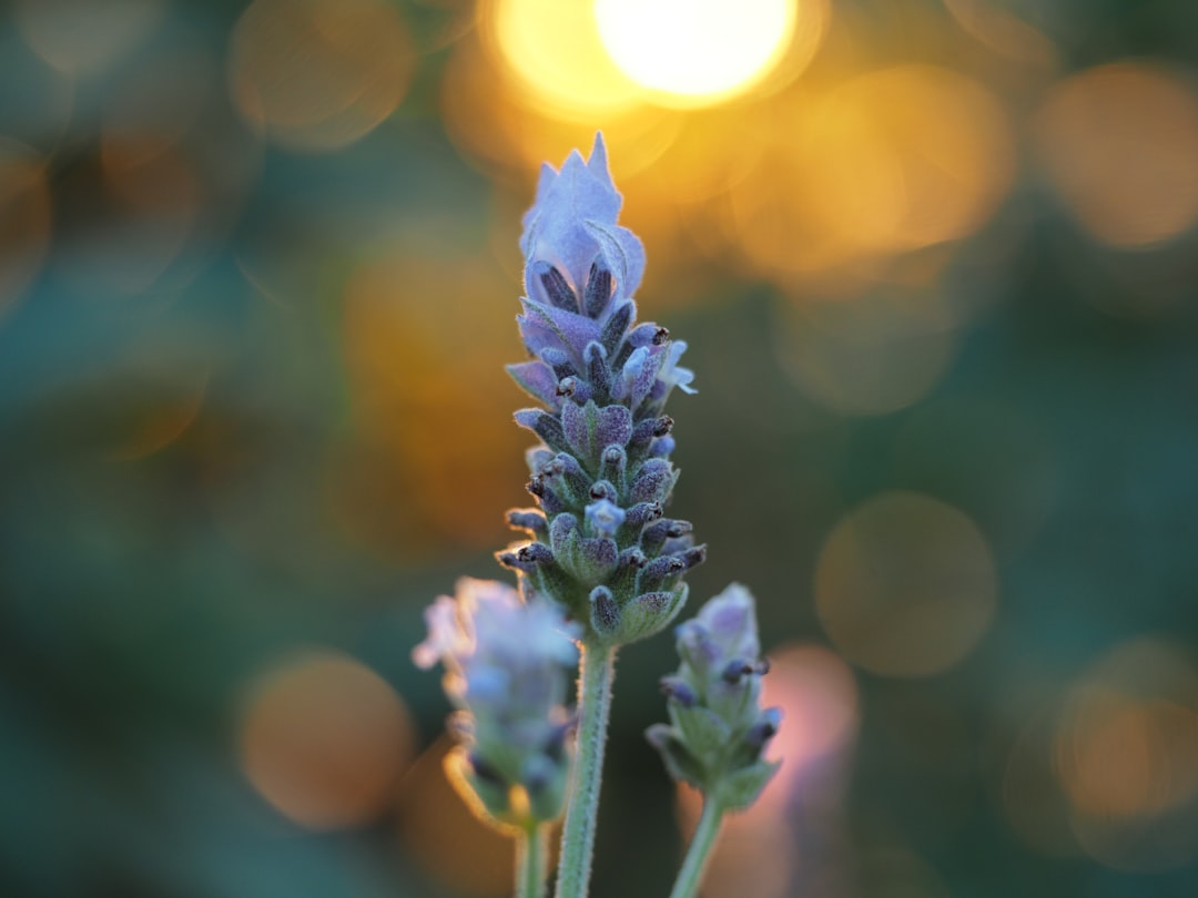 purple flower in tilt shift lens