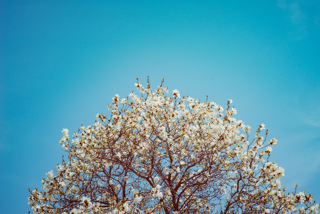 white and brown tree under blue sky during daytime