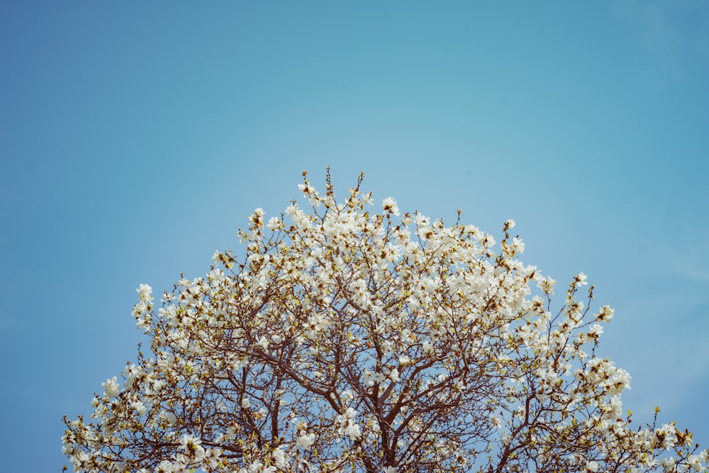 white and brown tree under blue sky during daytime