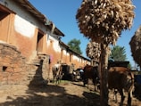 A rustic village setting features traditional mud-brick houses with thatched roofs, and livestock such as cows grazing in the foreground. Large bundles of corn are stacked on wooden structures, and a person is tending to the animals under a clear blue sky.