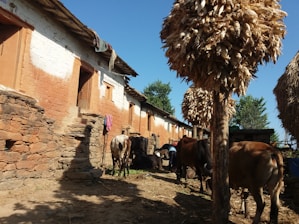 A rustic village setting features traditional mud-brick houses with thatched roofs, and livestock such as cows grazing in the foreground. Large bundles of corn are stacked on wooden structures, and a person is tending to the animals under a clear blue sky.