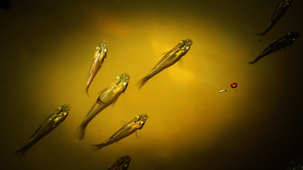 fish in water with water droplets