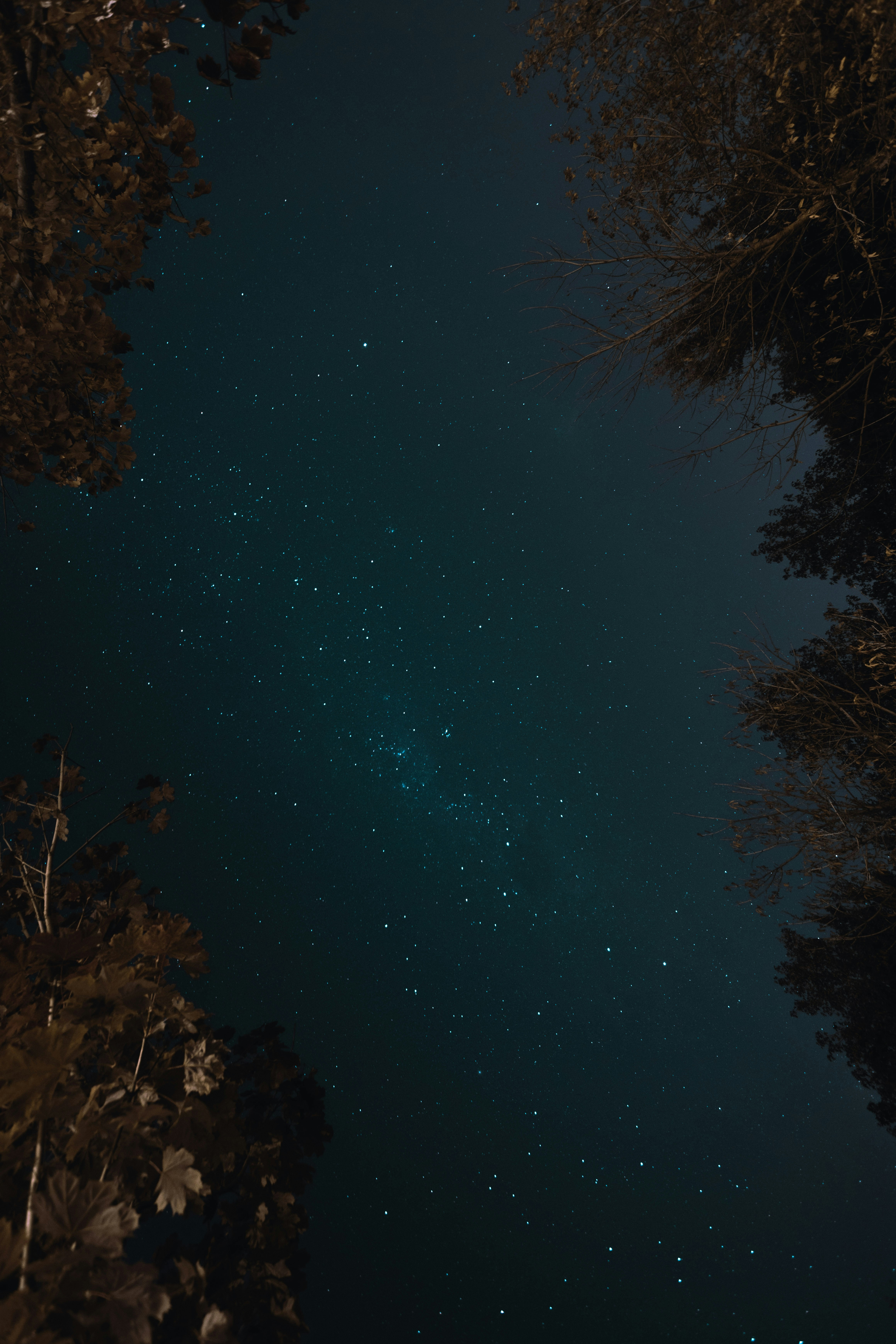 green trees under blue sky during night time