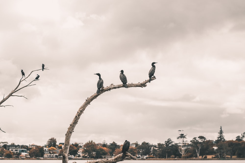 birds on brown tree branch during daytime