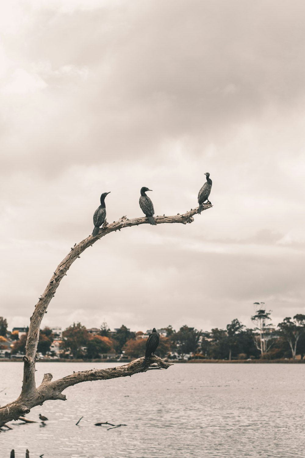 black and white bird on brown tree branch during daytime