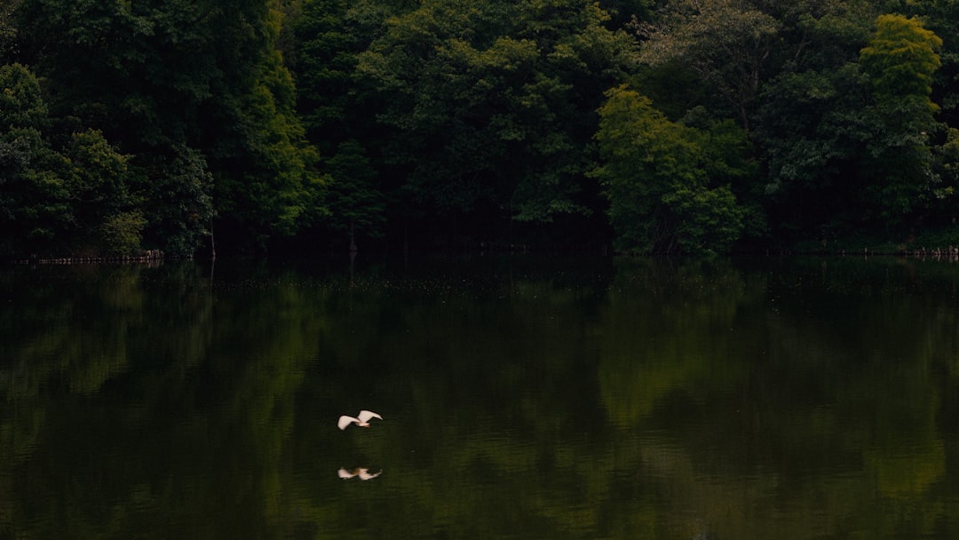 white swan on lake during daytime