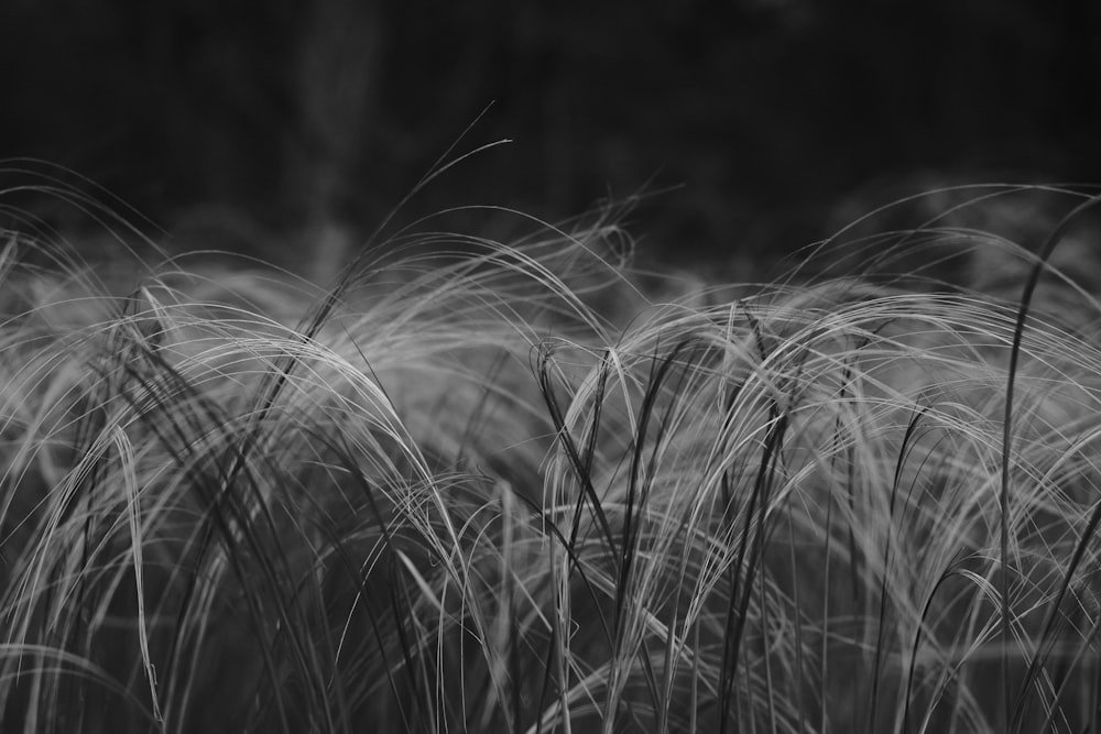 Foto en escala de grises de un campo de hierba