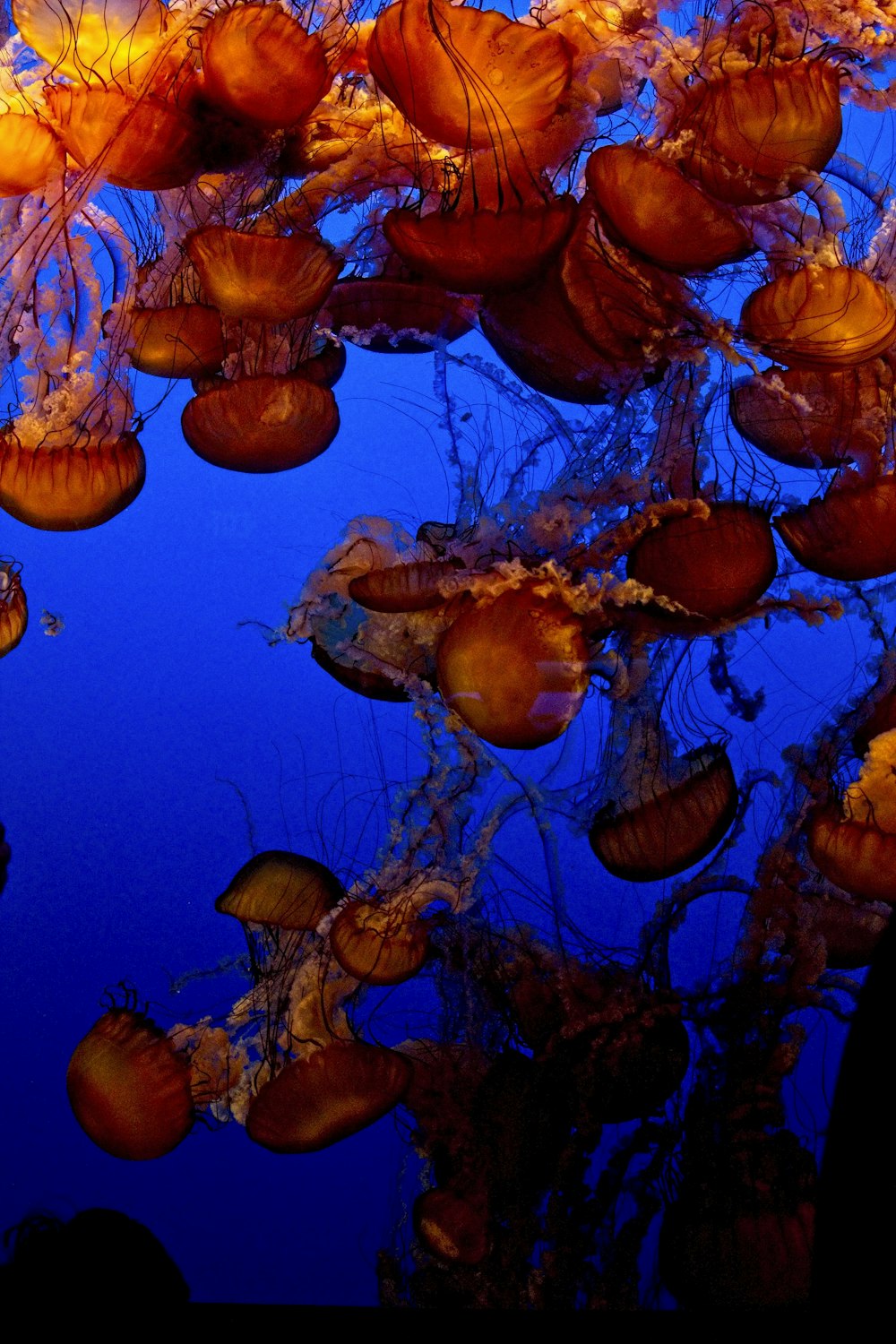 brown jellyfish under water during daytime