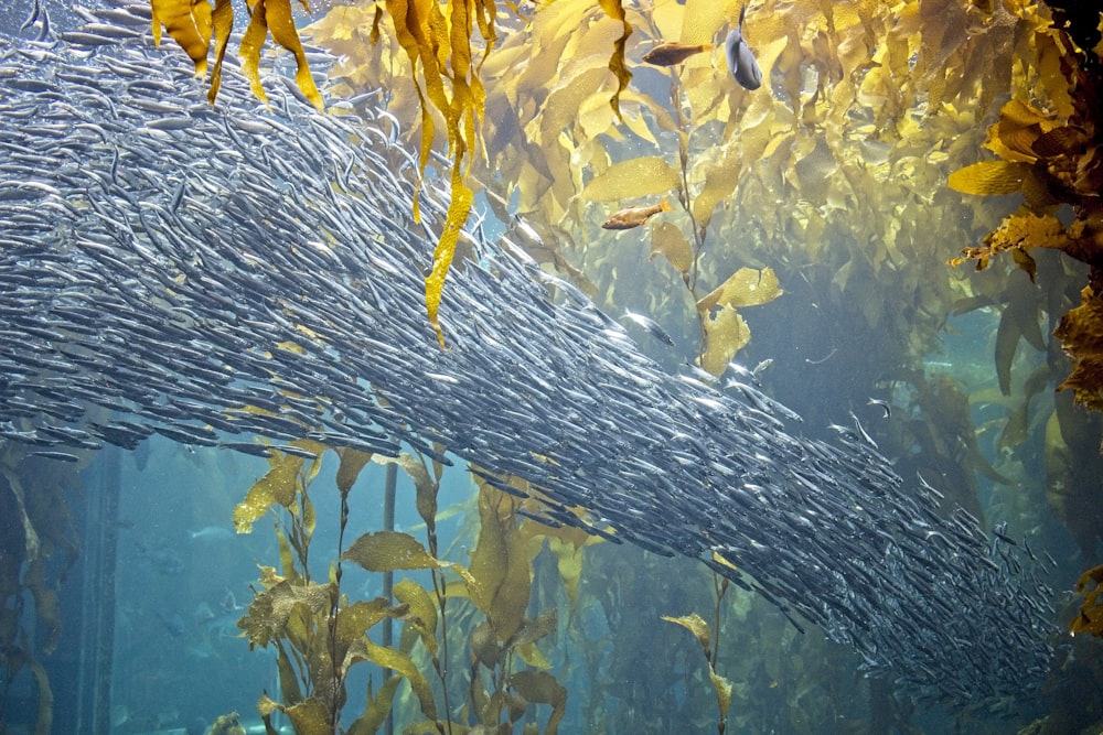 white and yellow fish in water