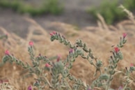 Close-up of native Texas wildflowers thriving in a dry landscape.