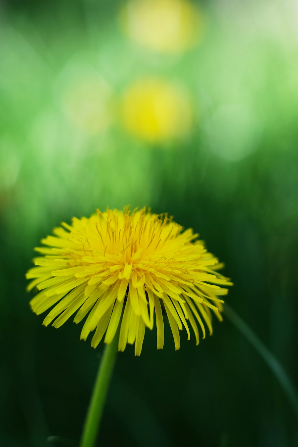 yellow dandelion in close up photography