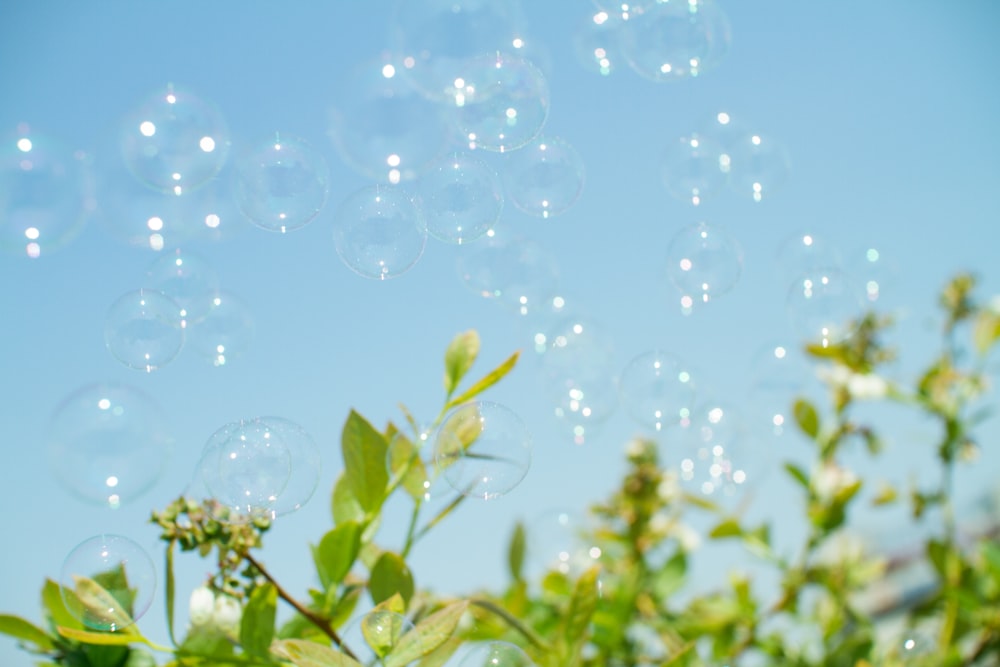 water droplets on green plant