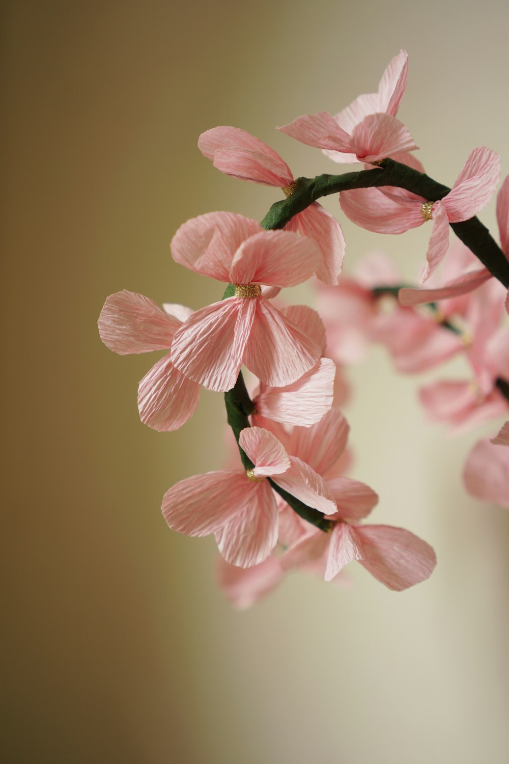 pink and white flower in tilt shift lens