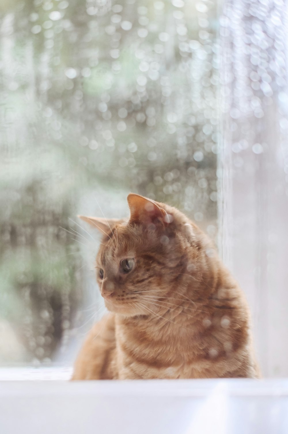 窓を見つめるオレンジ色のぶち猫