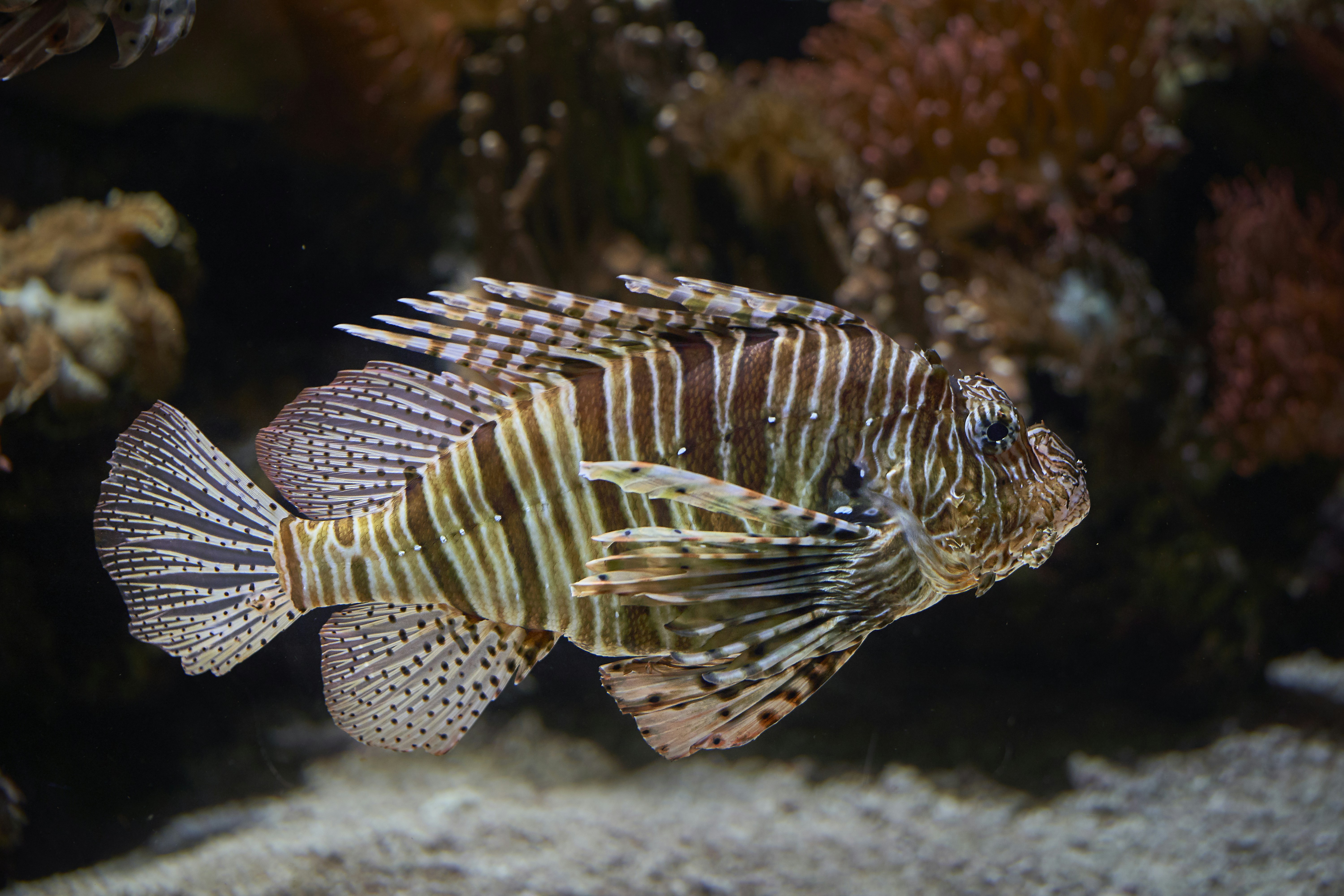 Photo by wolfgang_hasselmann