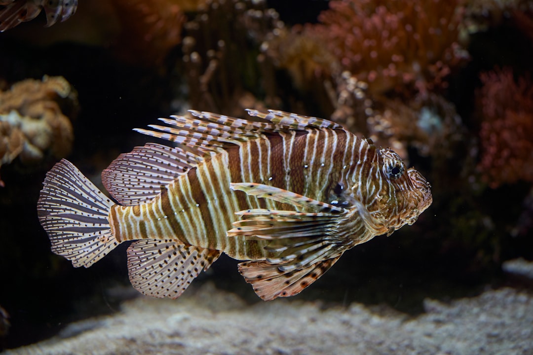 brown and white striped fish
