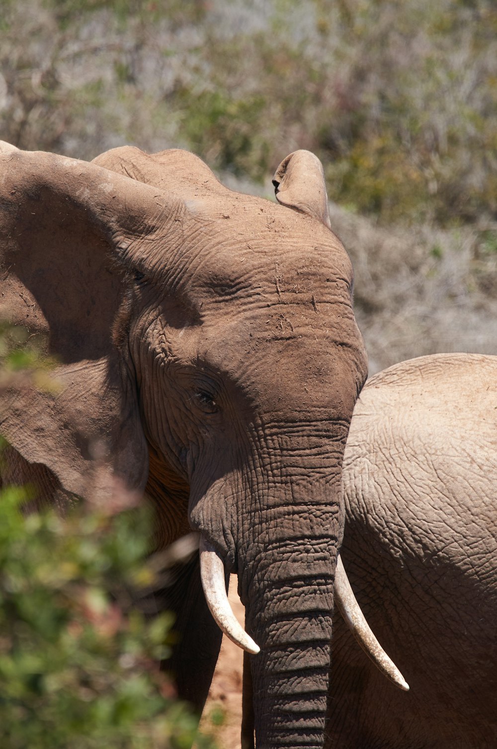 brown elephant on green grass during daytime