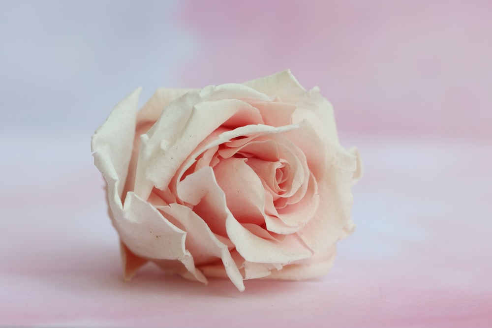 pink rose on pink surface