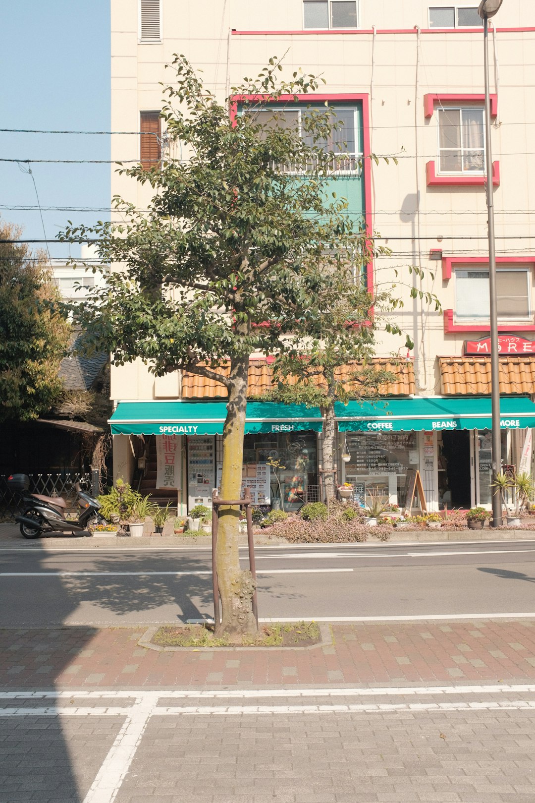 green tree near white and blue building