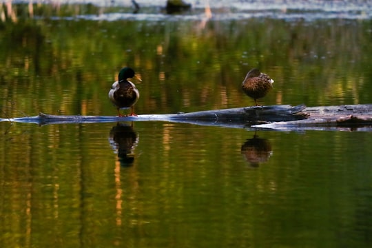 brown duck on water during daytime in Everett Crowley Park Canada