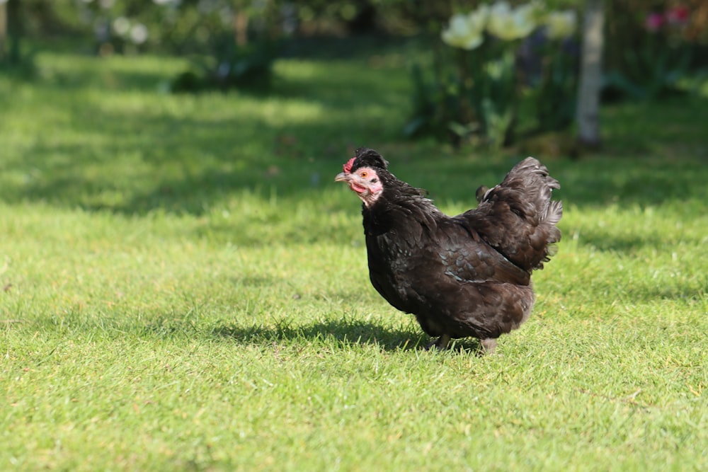 brown hen on green grass field during daytime