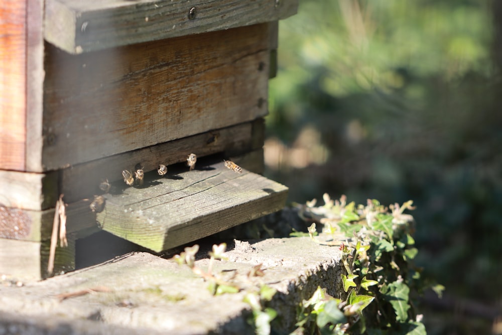 brown wooden box with green leaves