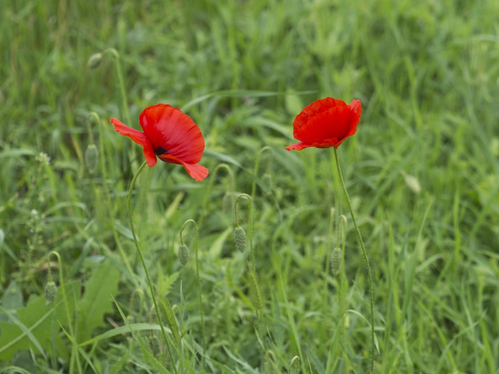 red flower in green grass field during daytime