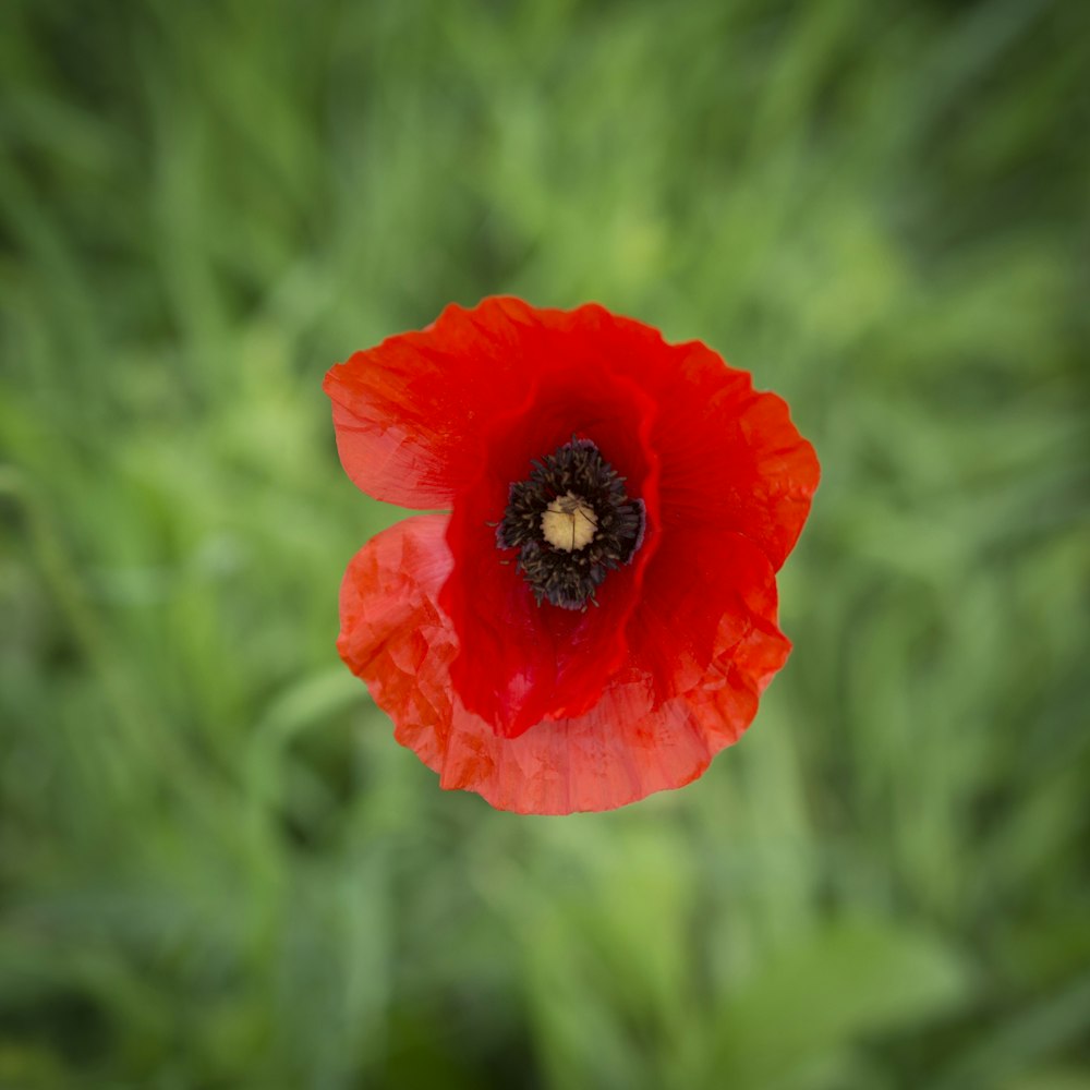 red flower in tilt shift lens