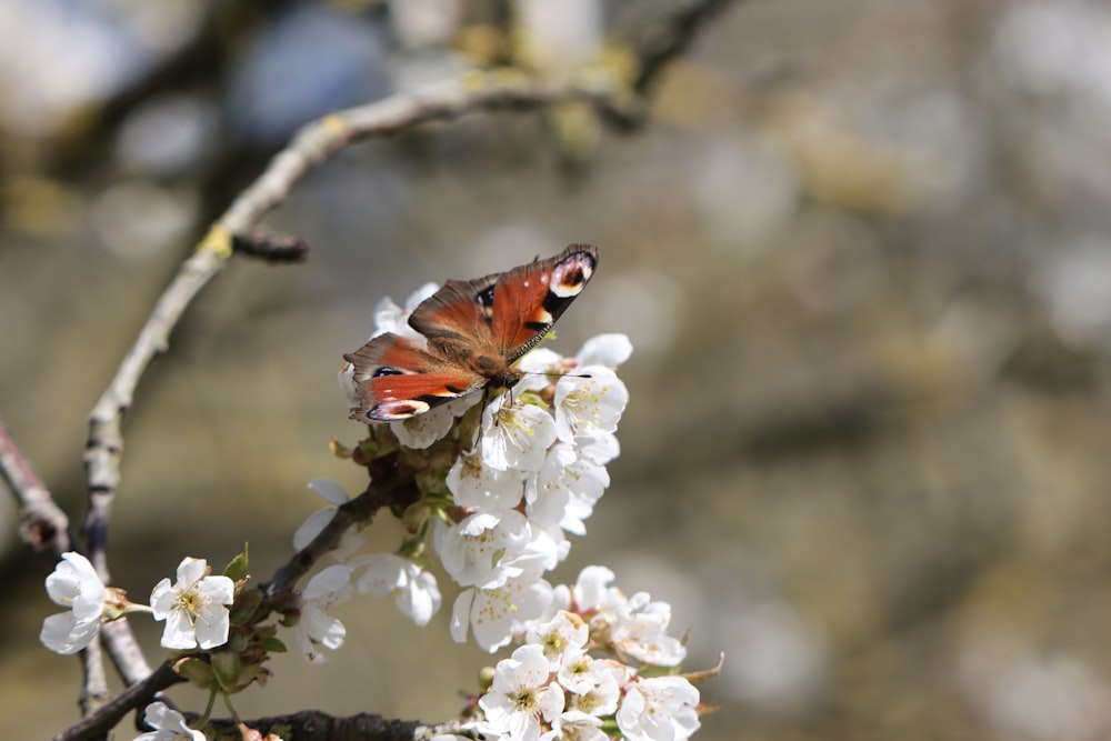 brown and black butterfly on white flower