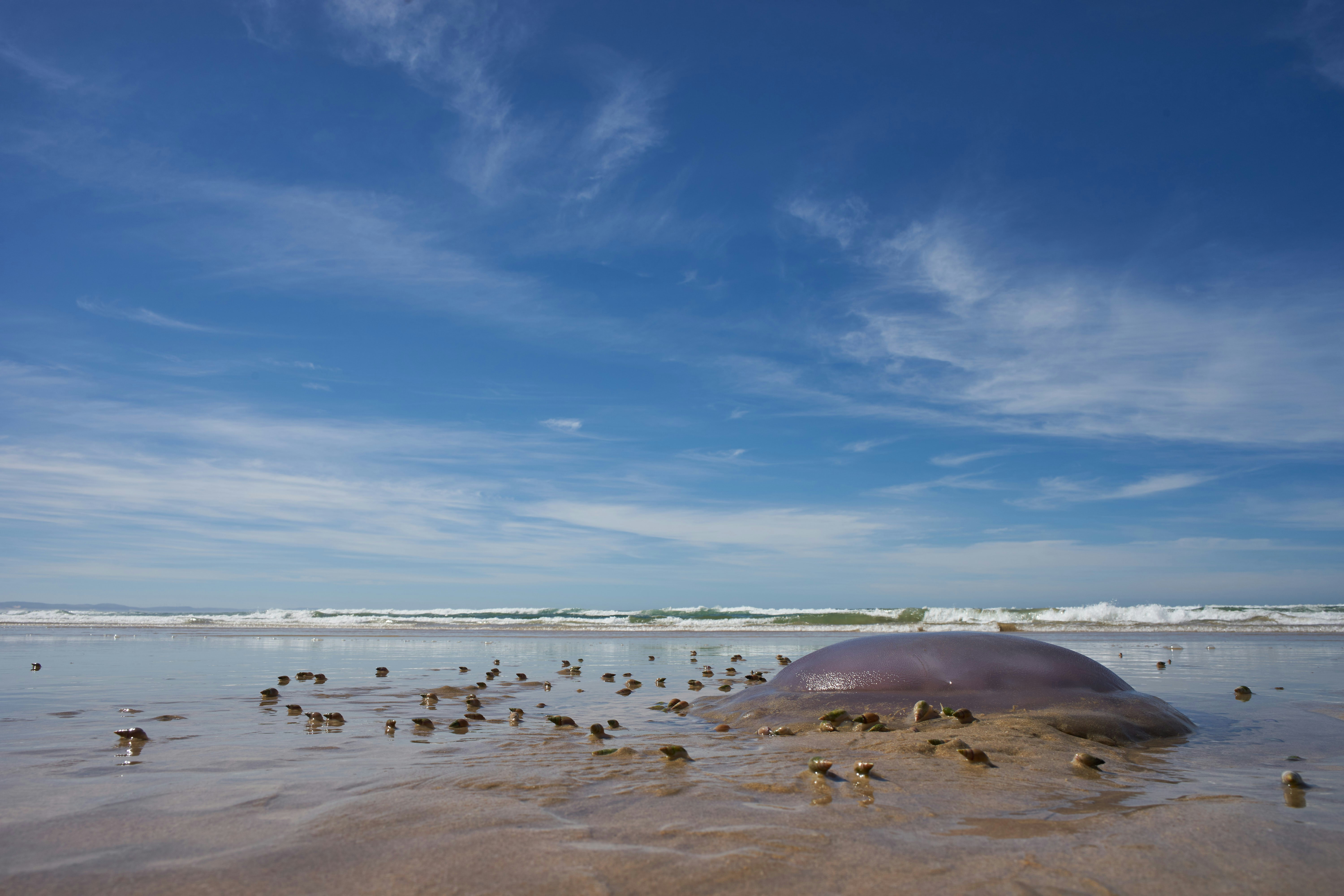 Photo by wolfgang_hasselmann