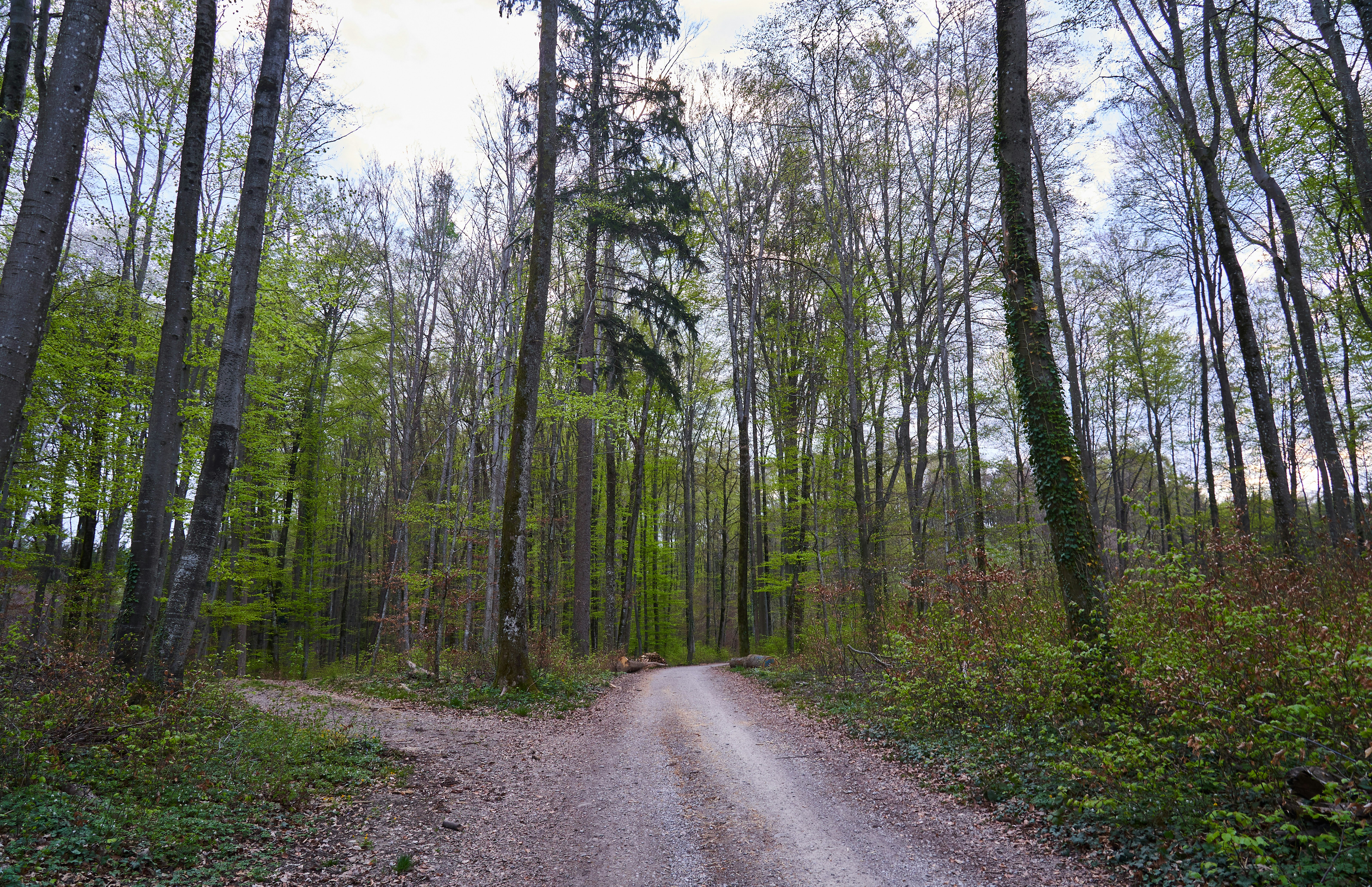 Photo by wolfgang_hasselmann