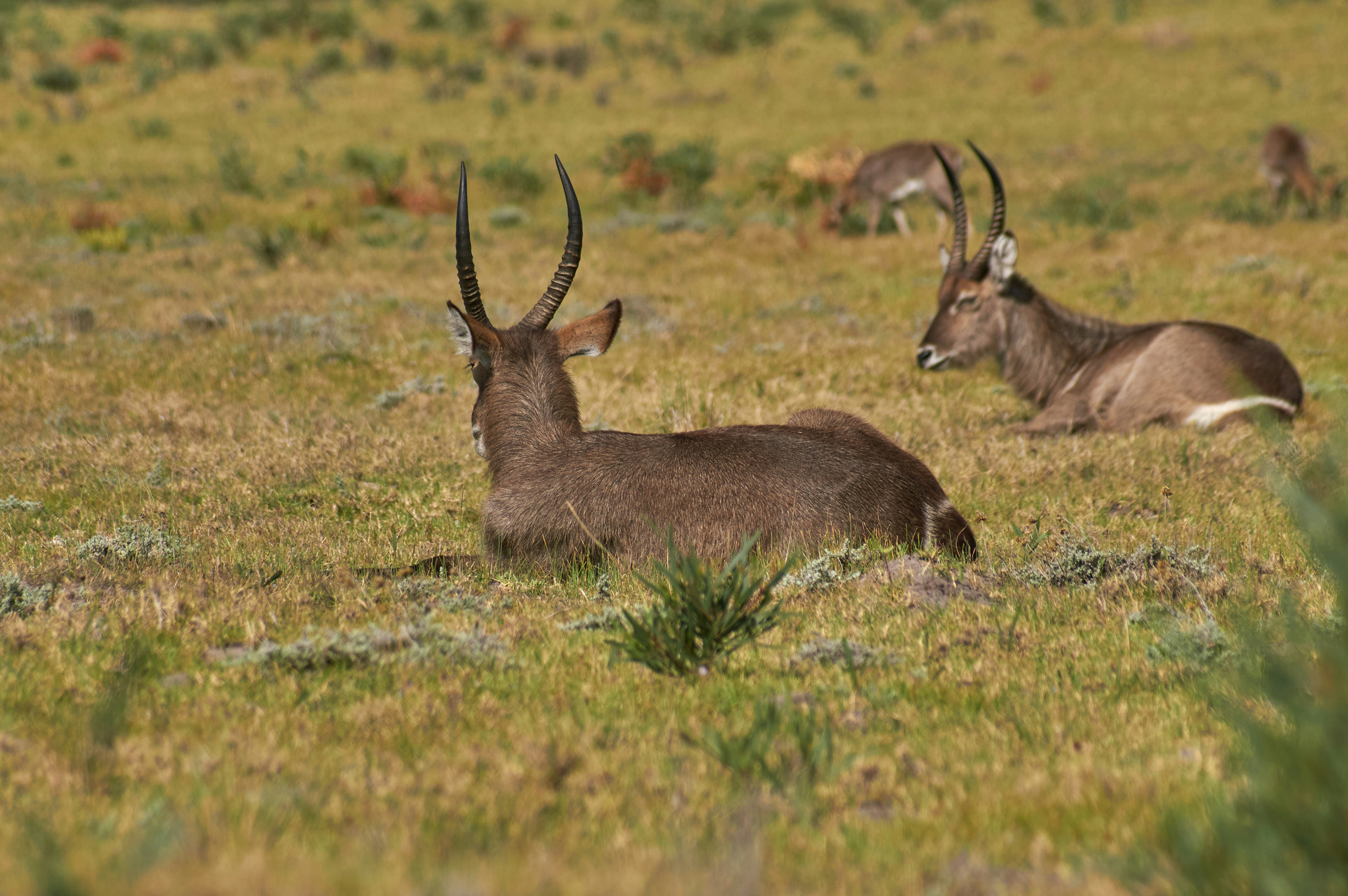 Photo by wolfgang_hasselmann