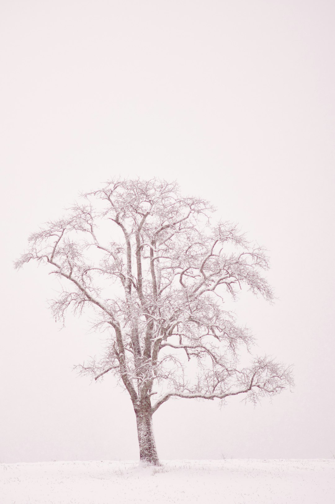 black tree with white background