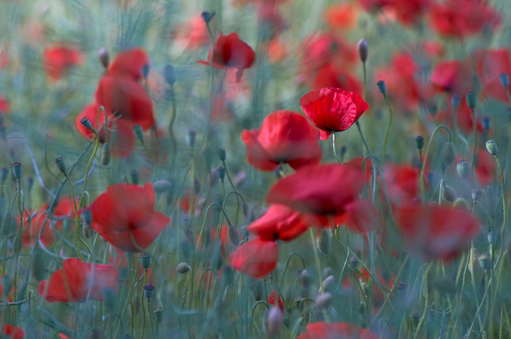 red flowers in the field