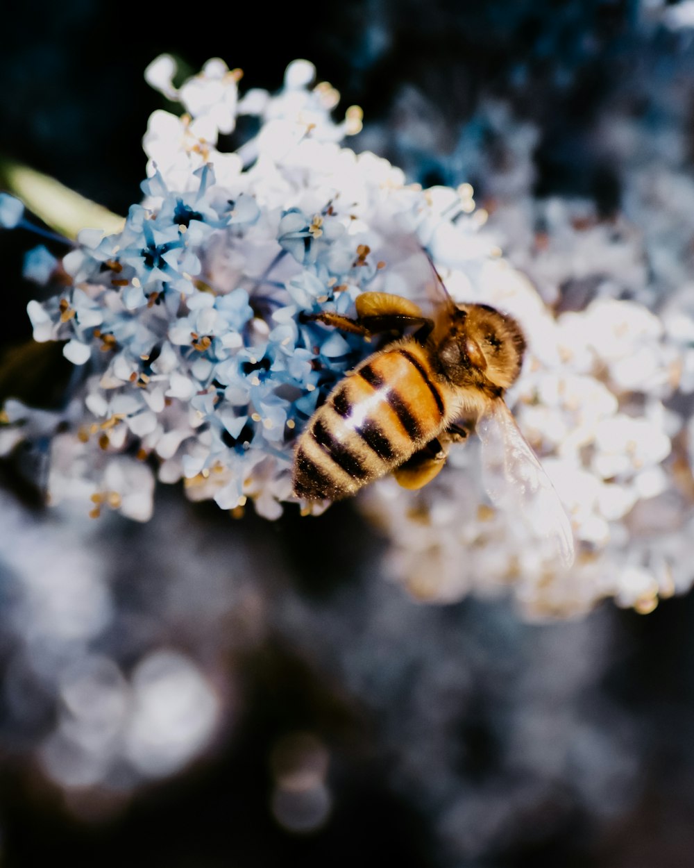 yellow and black bee on white flower