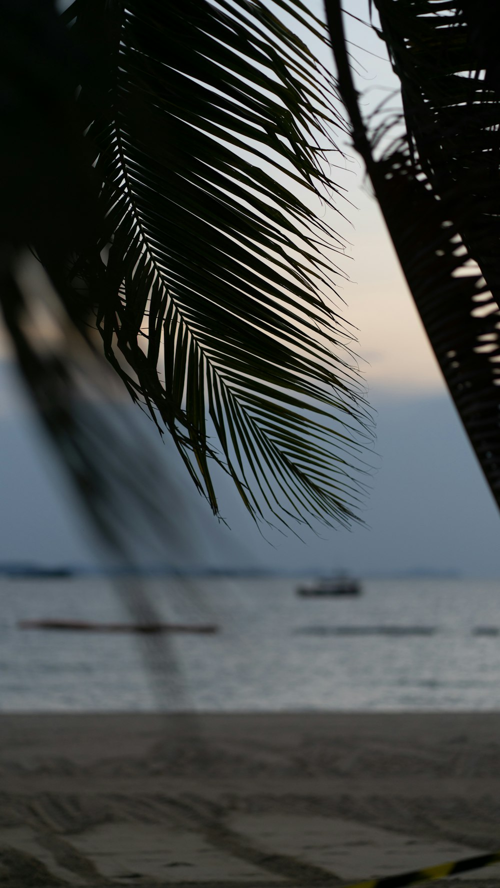 silhouette of palm tree near body of water during daytime