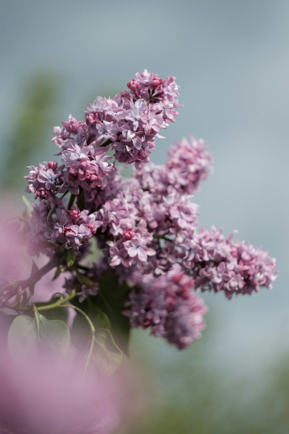 purple flowers in tilt shift lens