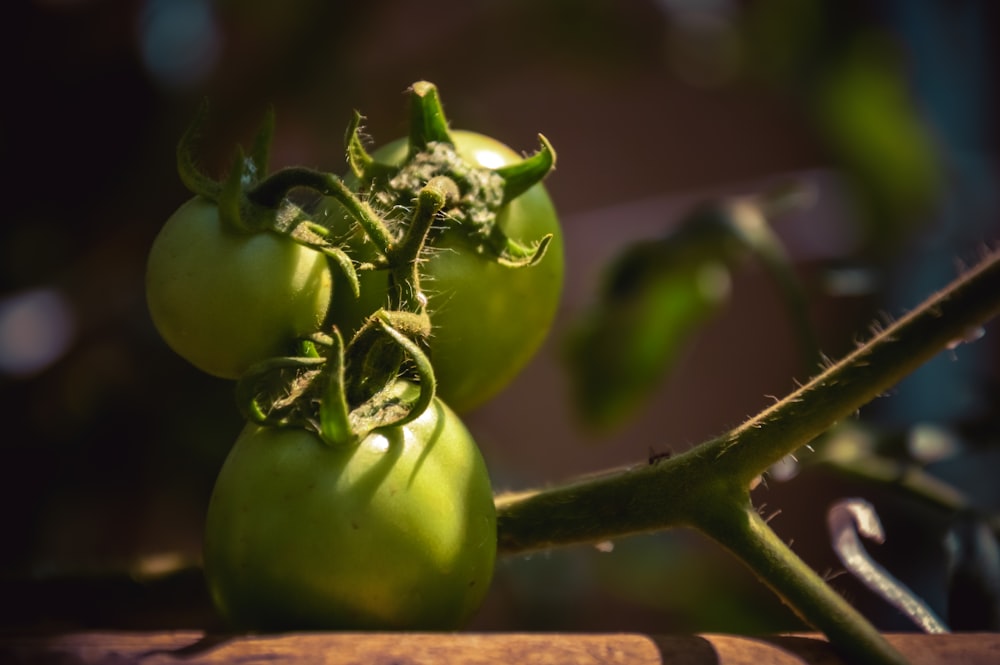 green tomato fruit in close up photography