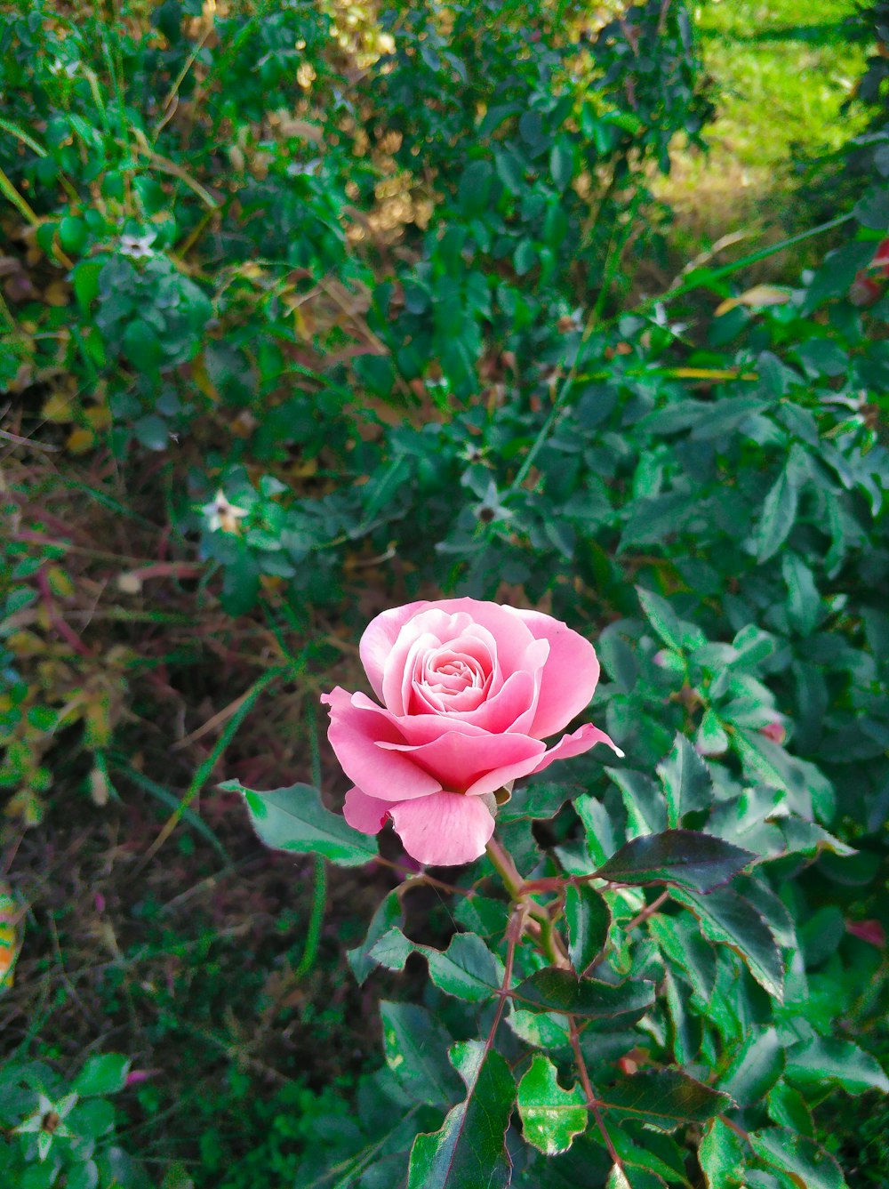 pink rose in bloom during daytime