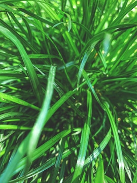 A dense cluster of vibrant green grass blades intertwining with each other. The image captures the freshness and lushness of the grass with droplets of moisture visible, highlighting its natural beauty.
