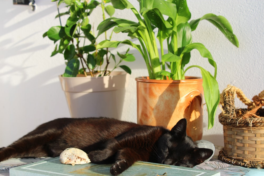 schwarze Katze liegt auf braunem Holztisch