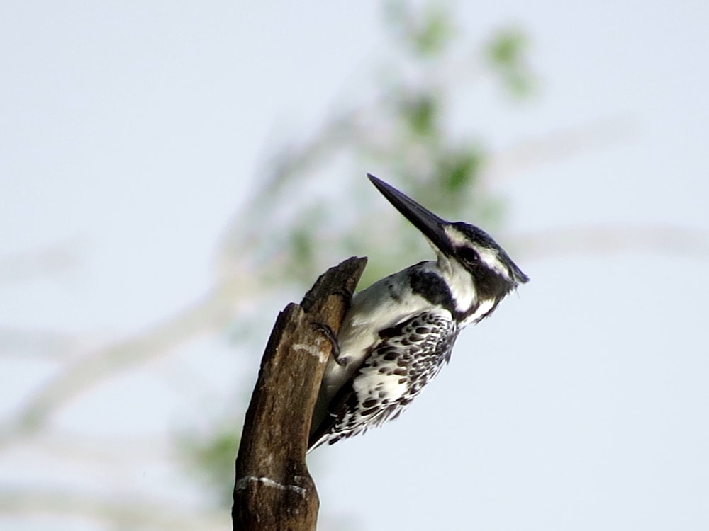 black and white bird on brown tree branch