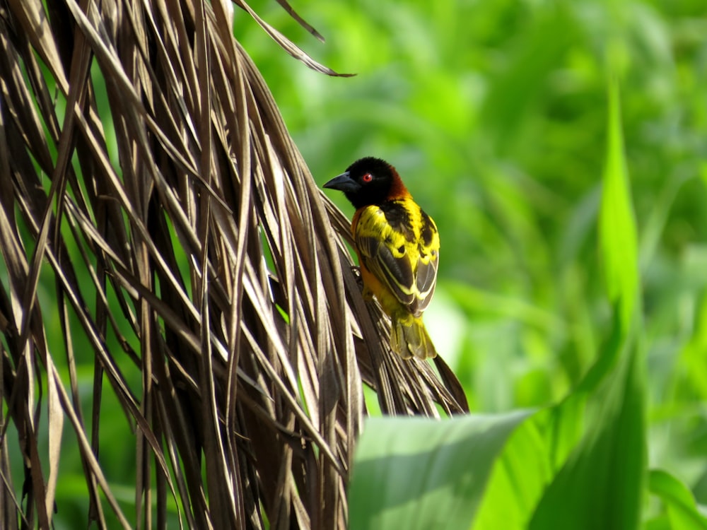 yellow black and brown bird on green leaf