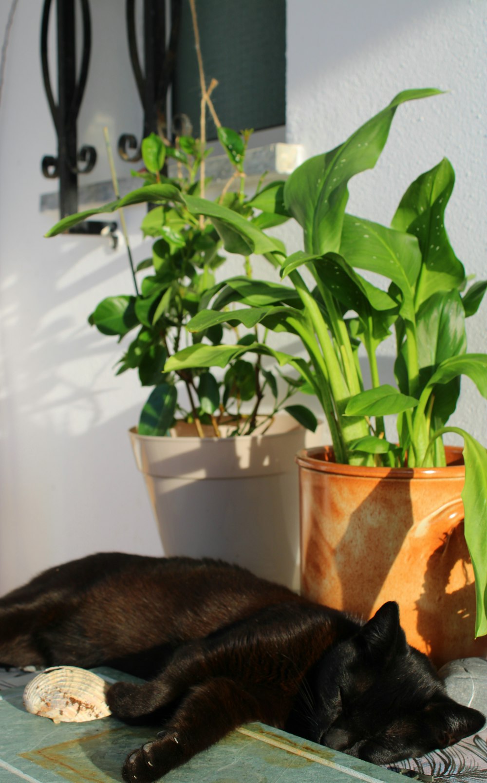 green plant on brown pot