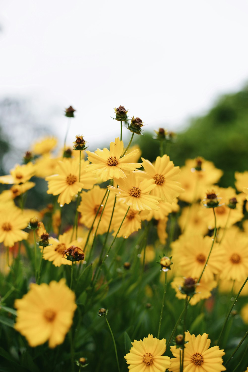 yellow flowers under sunny sky