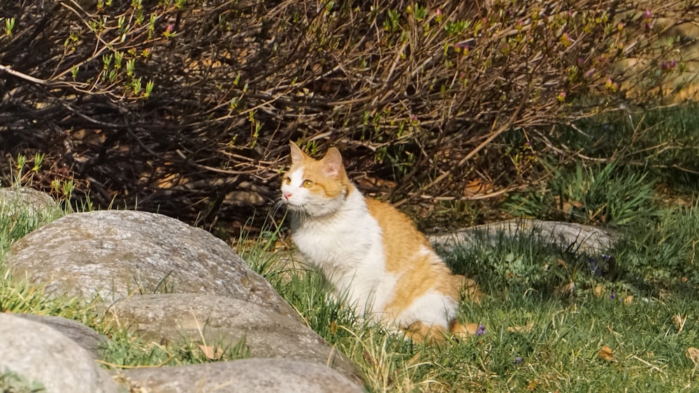 orange and white cat on green grass