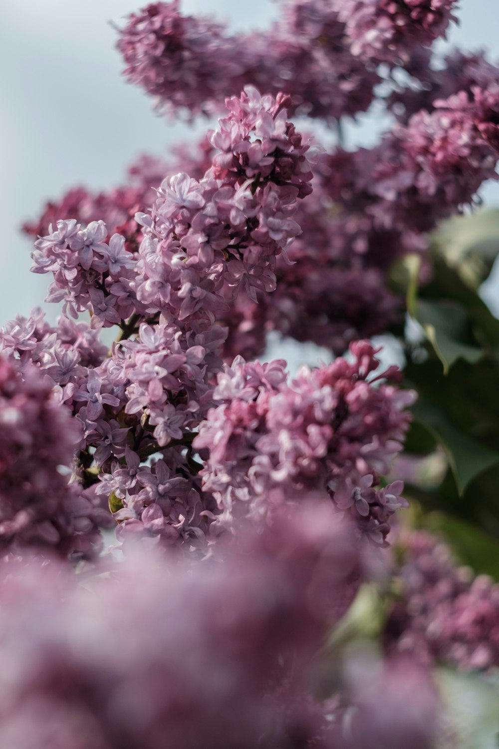 pink flowers with green leaves